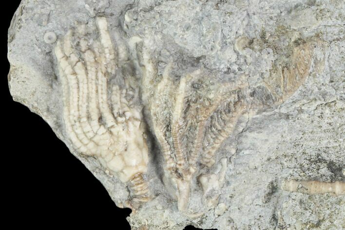 Two Crinoid (Aorocrinus & Dichocrinus) Fossils - Iowa #126183